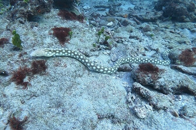 Guided Reef Snorkeling Tour in Pompano Beach - Weather cancellations are a real possibility