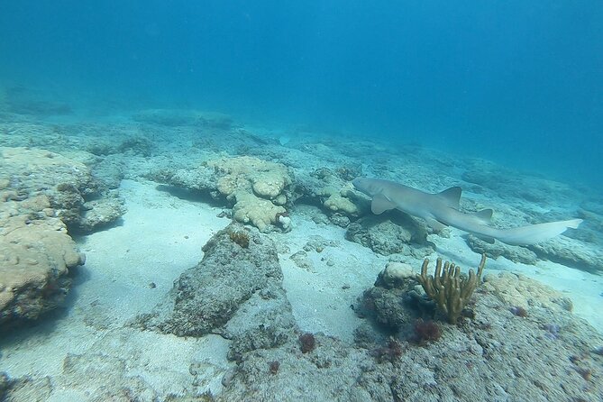 Guided Reef Snorkeling Tour in Pompano Beach - Conservation with a simple rule