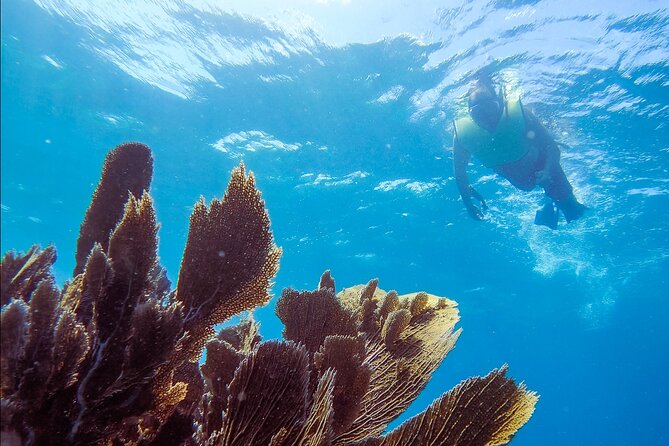 Guided Shallow 2 Tank Dive Trip for CERTIFIED SCUBA DIVERS ONLY! - Why shallow Key Largo sites work so well