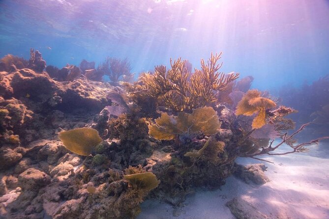 Guided Shallow 2 Tank Dive Trip for CERTIFIED SCUBA DIVERS ONLY! - Stop one: Christ of the Deep