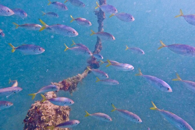 Guided Snorkel Experience, Free Videos in West Palm Beach - Key things to know before you book