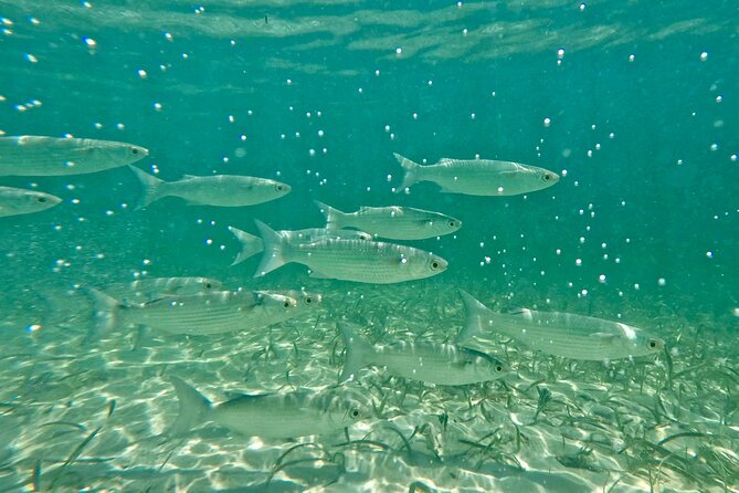 Guided Snorkel Experience, Free Videos in West Palm Beach - Following the guide across the reef area