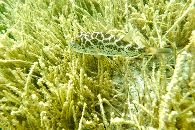 Guided Snorkel Experience, Free Videos in West Palm Beach - Is the $45 price a good value?