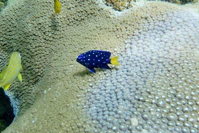 Guided Snorkel Experience in Fort Lauderdale - From Commercial Boulevard to the beach