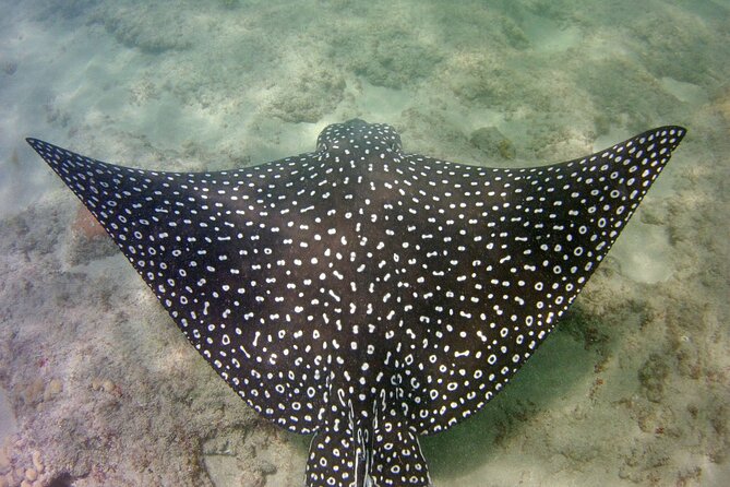 Guided Snorkel Experience in Fort Lauderdale - What you might see beneath the surface