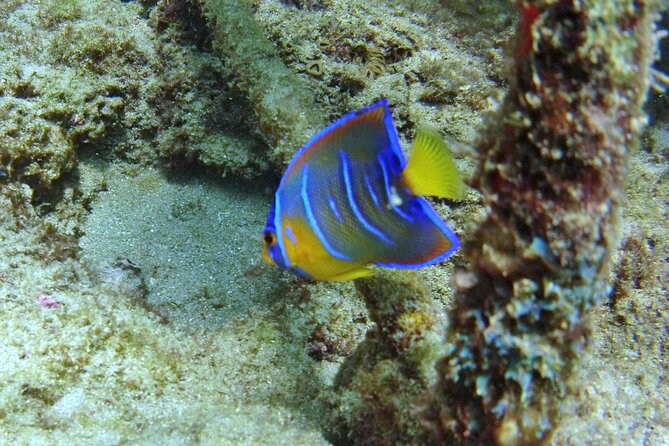 Guided Snorkel Experience in Fort Lauderdale - How the weather can shape your morning