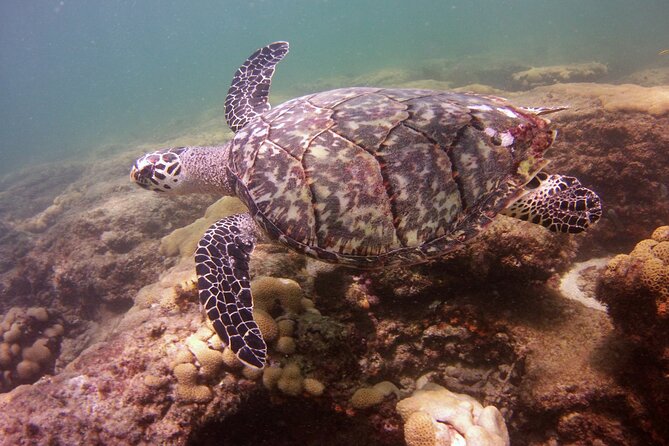 Guided Snorkel Experience in Fort Lauderdale - Gear, instructions, and the first shallow-water practice