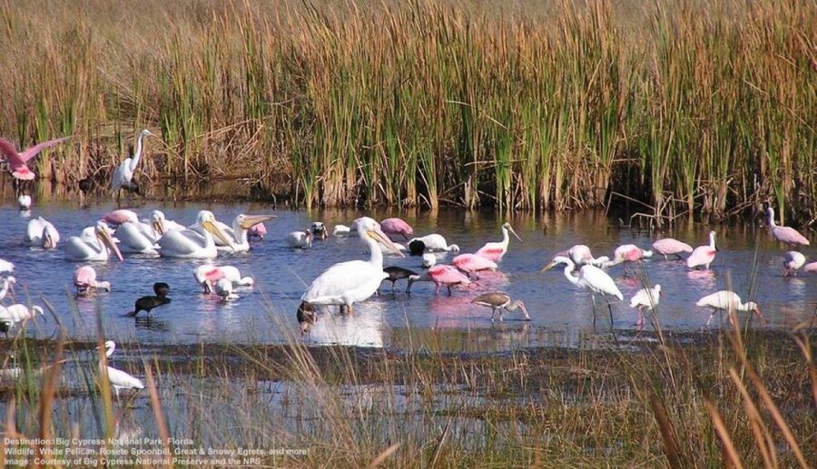Half-Day Everglades Airboat Tours and Transportation - The Gator Boys show and baby alligator photo