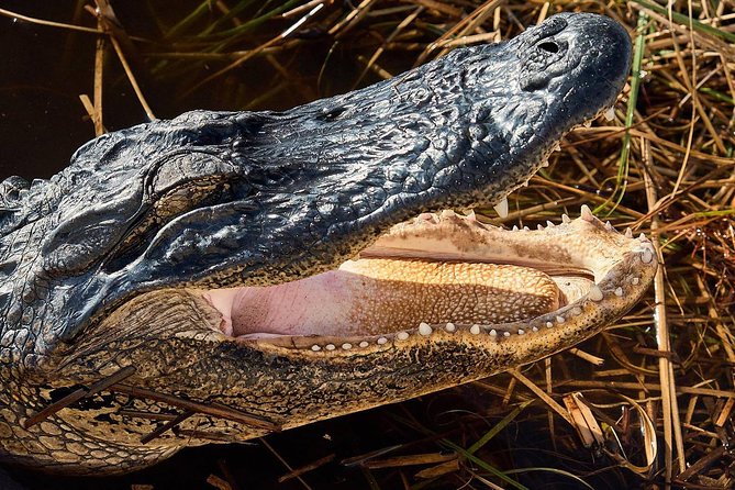 Half-day Everglades National Park Tour and 1-Hour Air Boat Ride - The one-hour airboat ride near Miccosukee Indian Village