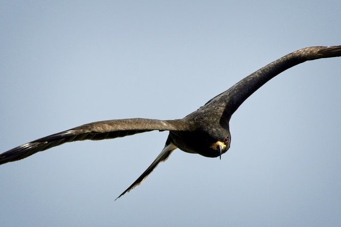 Half-day Everglades National Park Tour and 1-Hour Air Boat Ride - Group size, food, and comfort