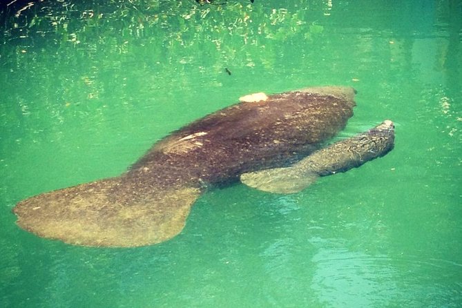 Half Day Private Boat Tour - A Local Sandbar Pause