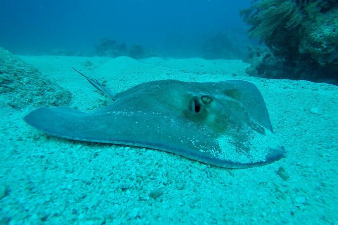 Half Day Scuba Diving Trip in the Florida Keys - Certification, recent experience, and buddy rules