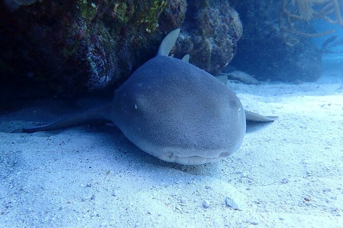 Half Day Scuba Diving Trip in the Florida Keys - Boat comfort, group size, and mixed activities