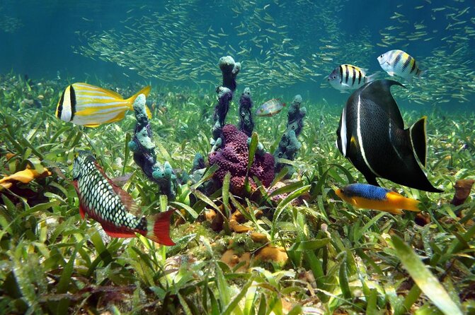 Half Day Snorkel Trip on Reefs in the Florida Keys - Key points to know before booking