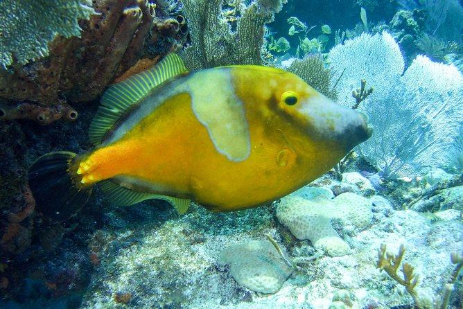 Half Day Snorkel Trip on Reefs in the Florida Keys - Christ of the Deep and Molasses Reef