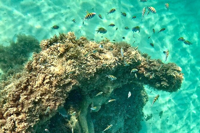 Hollywood Snorkel, Kayak & Paddleboard with Reefs and Sculptures - Key Points Before You Book