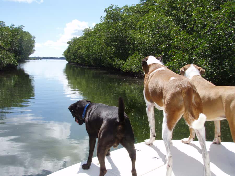 Islamorada: Private Boat Tour with Snorkeling and Sandbar - Mangrove islands, channels, and wildlife watching