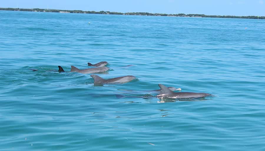 Islamorada: Private Boat Tour with Snorkeling and Sandbar - FAQ