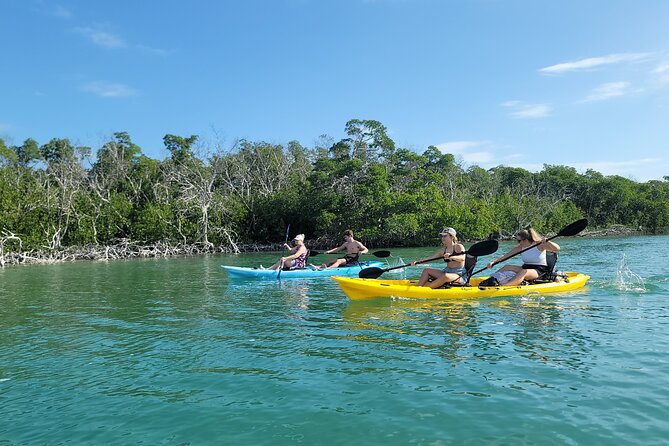 Kayak through Mangrove Forests in the Florida Keys - Key points to know before you book