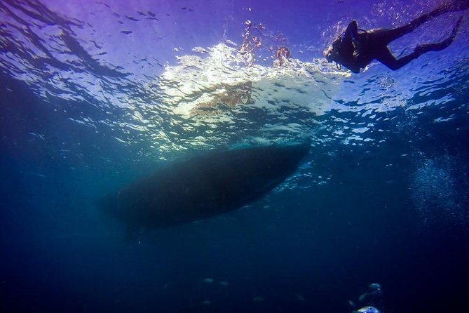 Key Largo 2 Tank Dive trip - Key points to know before booking