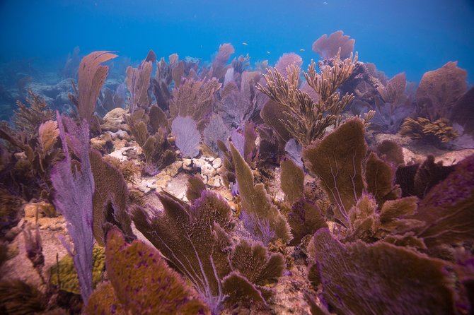 Key Largo 2 Tank Dive trip - What the Key Largo two-tank trip is really like