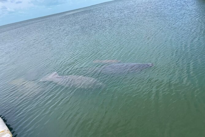 Key Largo Bay Dolphin Sunset Tour - Key points to know before booking