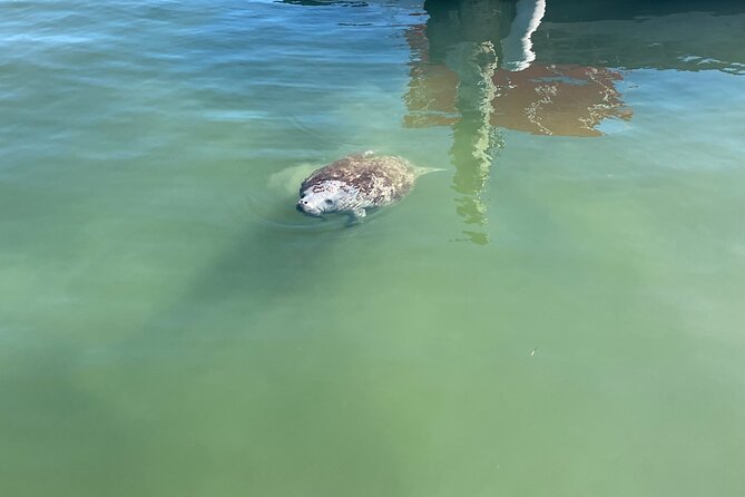 Key Largo Bay Dolphin Sunset Tour - Drinks, photos, and the small details