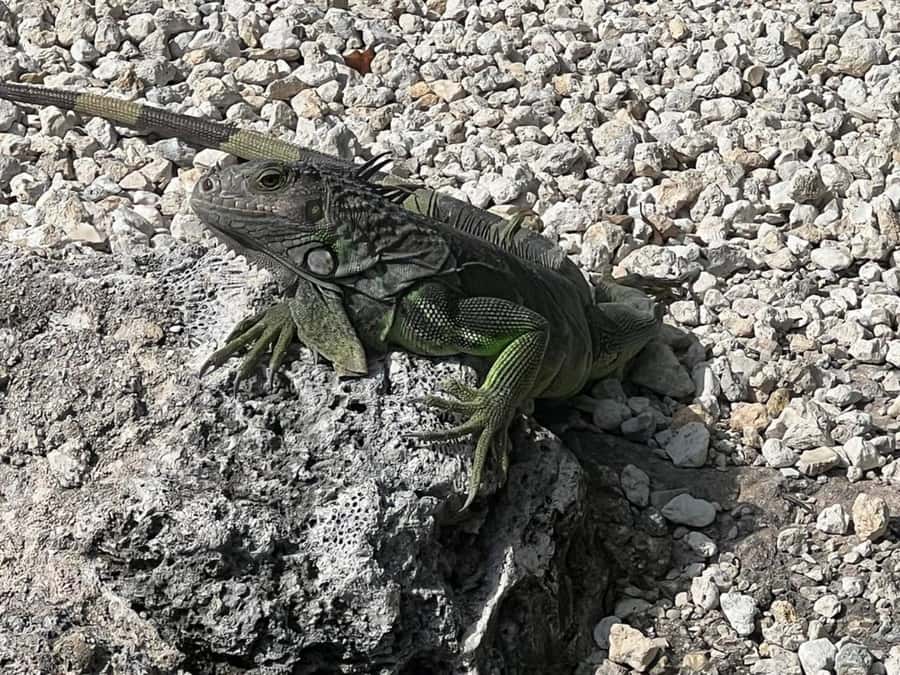 Key Largo: Boat Eco Tour - What the 90-minute route feels like