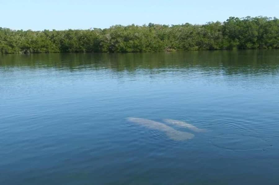 Key Largo: Boat Eco Tour - A wildlife search, not a guaranteed animal show