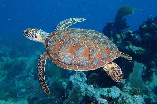 Key Largo Coral Reef Half Day Snorkel Trip - John Pennekamp and the second snorkel site