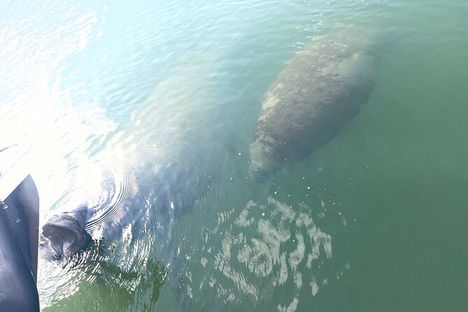 Key Largo Dolphin Day Tour - A private hour on Key Largo’s bay waters