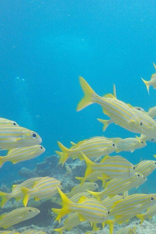 Key Largo: Molasses Reef Snorkeling Trip - Two stops, one reef system