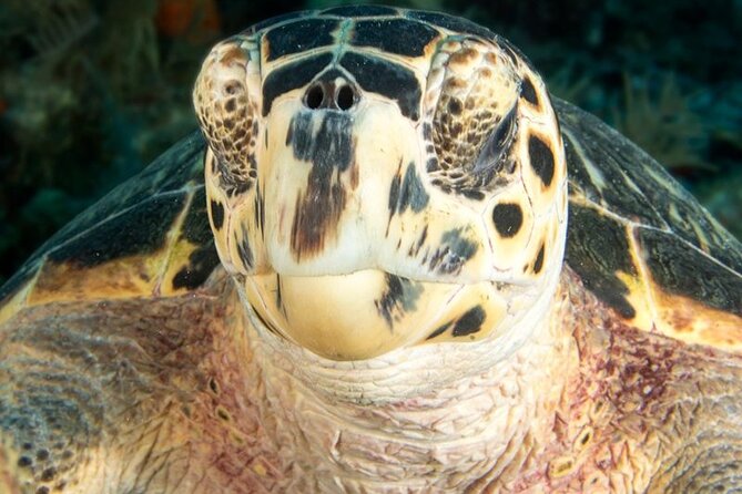 Key Largo Scuba Trip, 2 Location - 65 Min Per Site - Two 65-Minute Sessions on a 50-Foot Boat