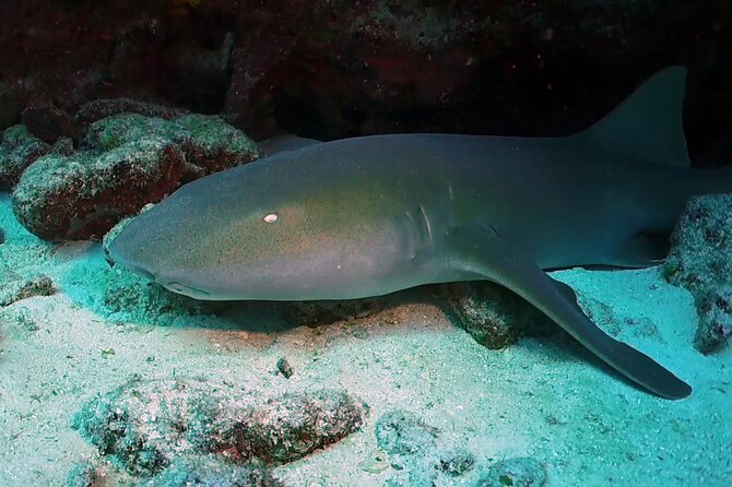 Key Largo Scuba Trip, 2 Location - 65 Min Per Site - Check-In, Documents, and Timing