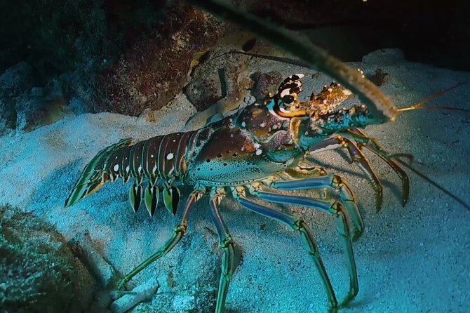 Key Largo Scuba Trip, 2 Location - 65 Min Per Site - Weather, Currents, and the Limits of Planning