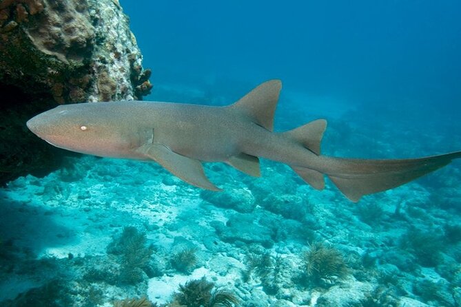 Key Largo Scuba Trip, 2 Location - 65 Min Per Site - What the Two-Site Route Can Include