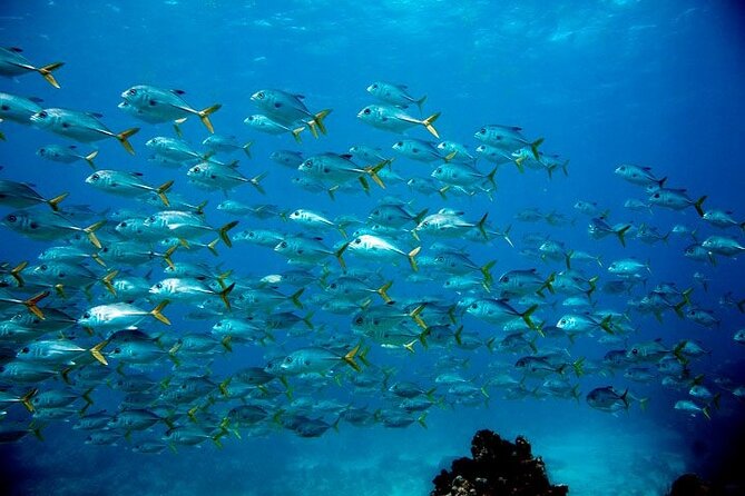 Key Largo Snorkel Tour, Two Locations - Equipment Included! - Key points to know before booking