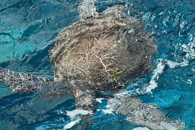 Key Largo Snorkel Tour, Two Locations - Equipment Included! - Gear, life jackets, and what to bring