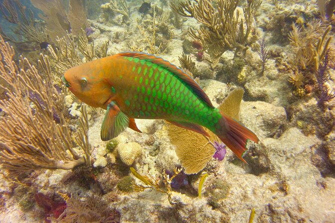 Key Largo Snorkel Tour, Two Locations - Equipment Included! - The kind of reef you will see