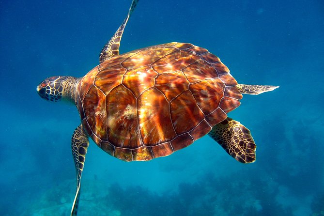 Key Largo Snorkeling Tour - rental mask, fins and vest INCLUDED - Florida Keys National Marine Sanctuary