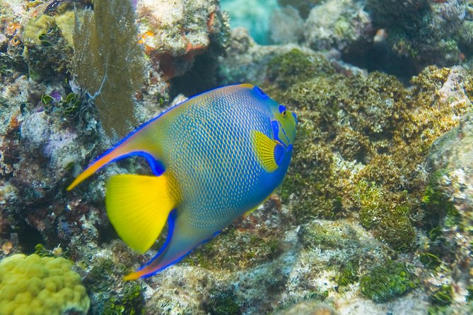 Key Largo Snorkeling Tour - rental mask, fins and vest INCLUDED - Molasses Reef and the shallow reef choices