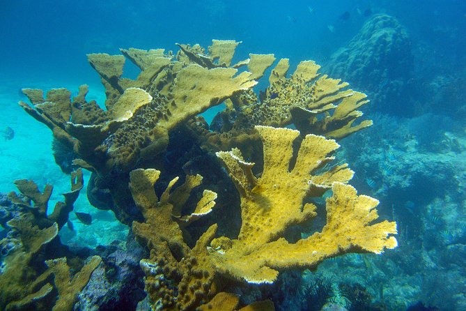 Key Largo Snorkeling Tour - rental mask, fins and vest INCLUDED - Christ of the Deep, a special but uncertain stop