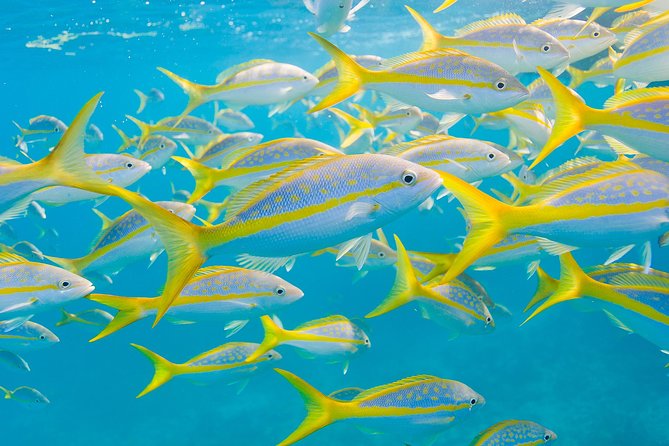 Key Largo Snorkeling Tour - rental mask, fins and vest INCLUDED - John Pennekamp Coral Reef State Park