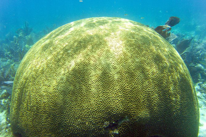 Key Largo Snorkeling Tour - rental mask, fins and vest INCLUDED - How much snorkeling time do you really get?
