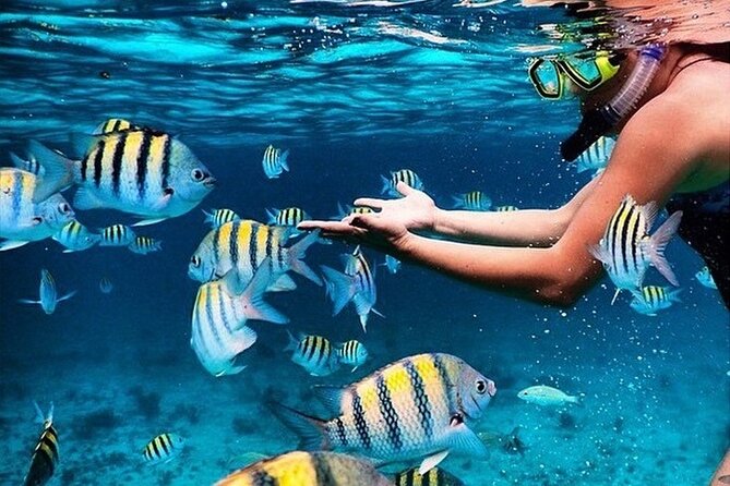 Key Largo Snorkeling Trips & Sandbar Tours - Key points to know before you book