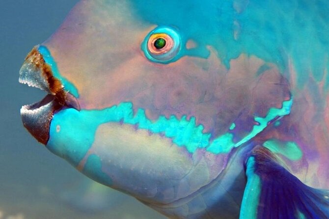 Key Largo Snorkeling Trips & Sandbar Tours - Equipment, comfort, and what the price covers