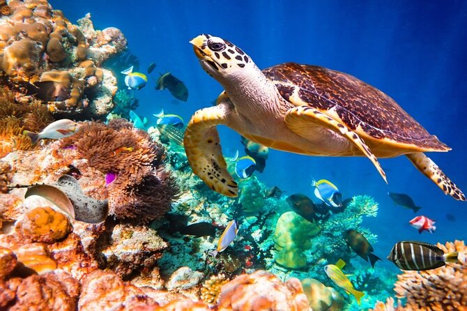 Key Largo Snorkeling Trips & Sandbar Tours - Timing, weather, and the practical fine print