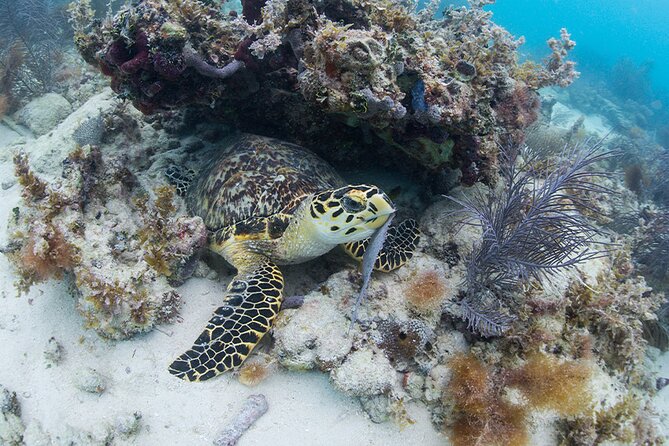 Key West Sail and Snorkel Day Trip from Fort Lauderdale - Weather can change the main event