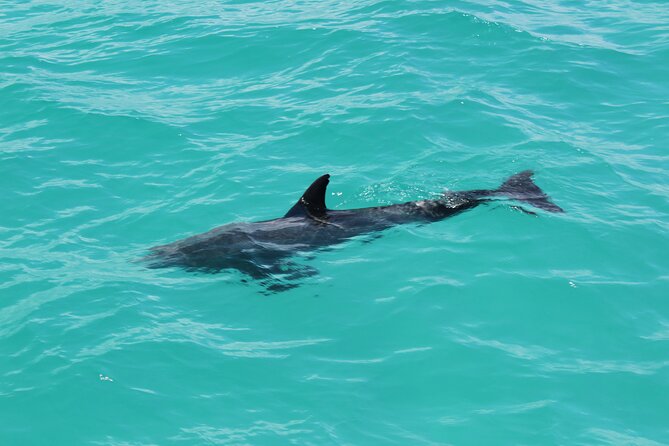 Key West Tours from Miami: Dolphin Discovery, Snorkeling & More ! - The guide, driver, and group feel