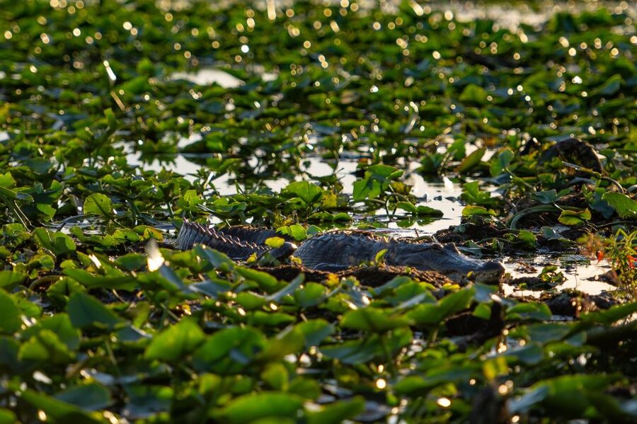 Kissimmee: Boggy Creek Airboat Ride with Optional Meal - Lily’s Butterfly Garden and Lorelei’s Critter Collection